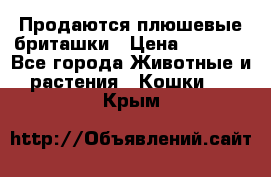 Продаются плюшевые бриташки › Цена ­ 2 500 - Все города Животные и растения » Кошки   . Крым